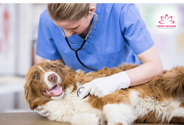 A veterinary translation expert ensures accurate and context-specific translations in animal health care.